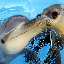 sealdolphin's avatar